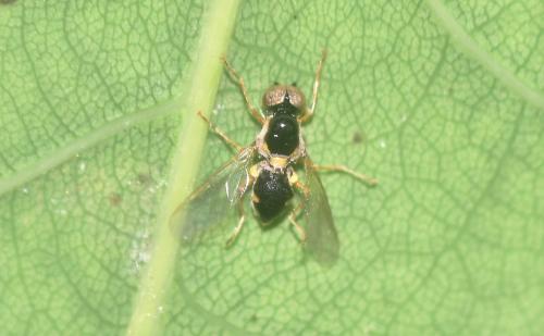 Réf. 345 298 : Oxycera sp.